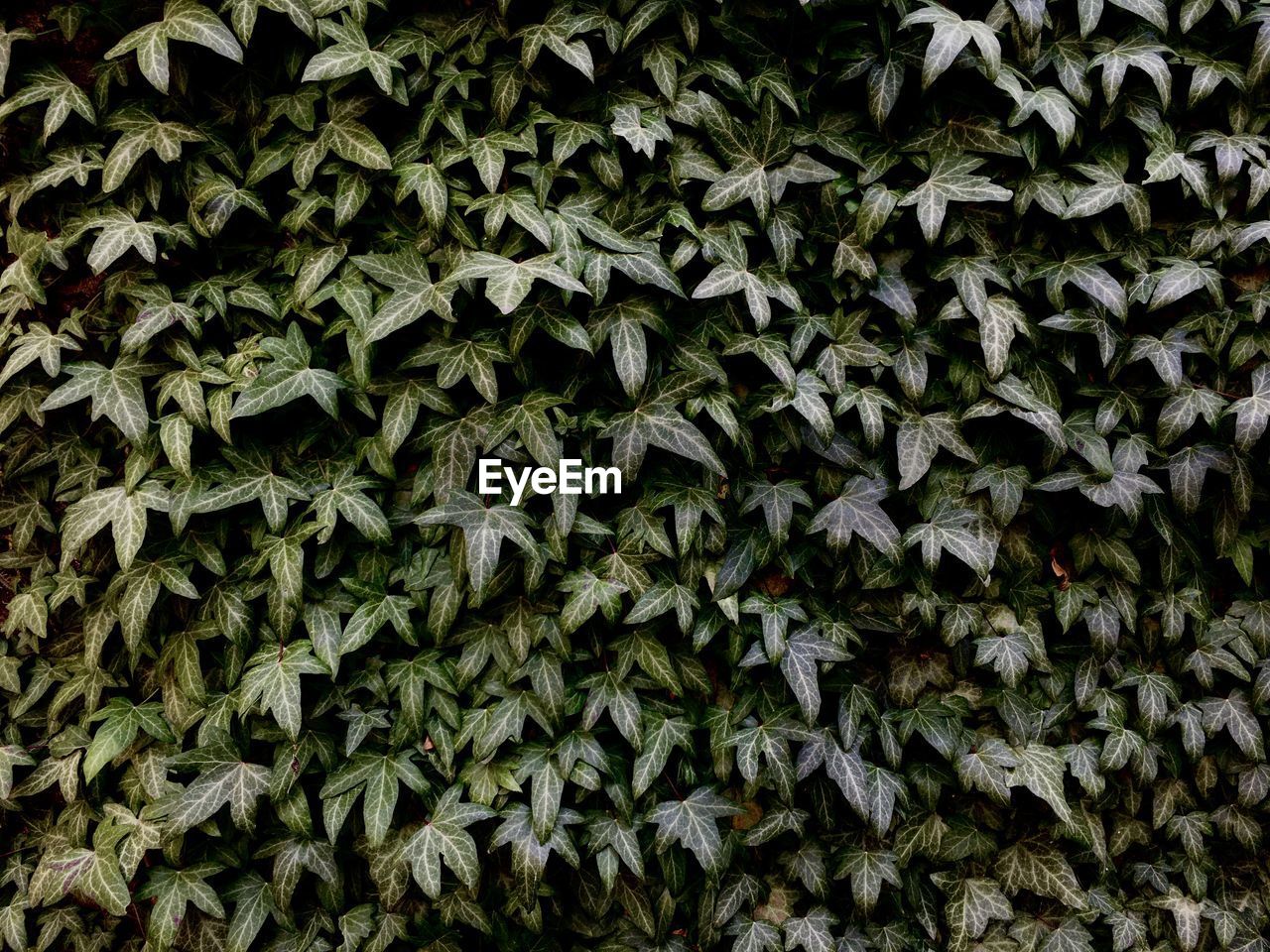 Full frame shot of ivy growing on field