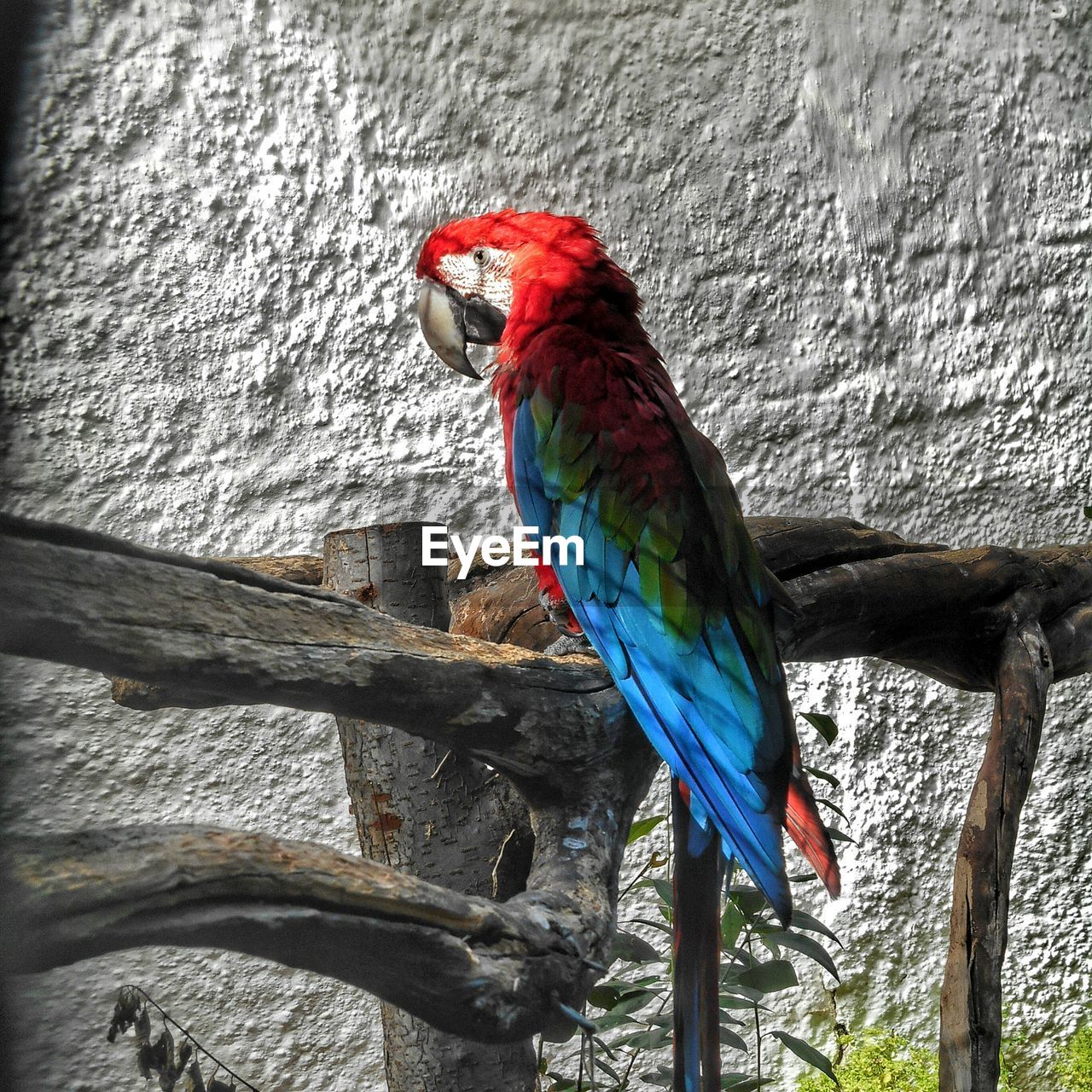 Close-up of parrot perching on wood