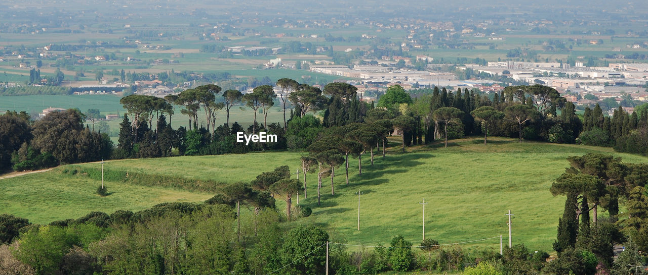 Trees in a green landscape in bertinoro, forlì-cesena, emilia romagna, italy.