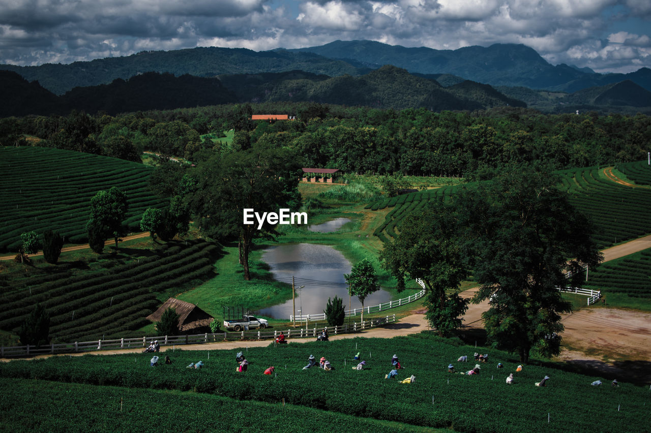 High angle view of tea plantation on field against sky