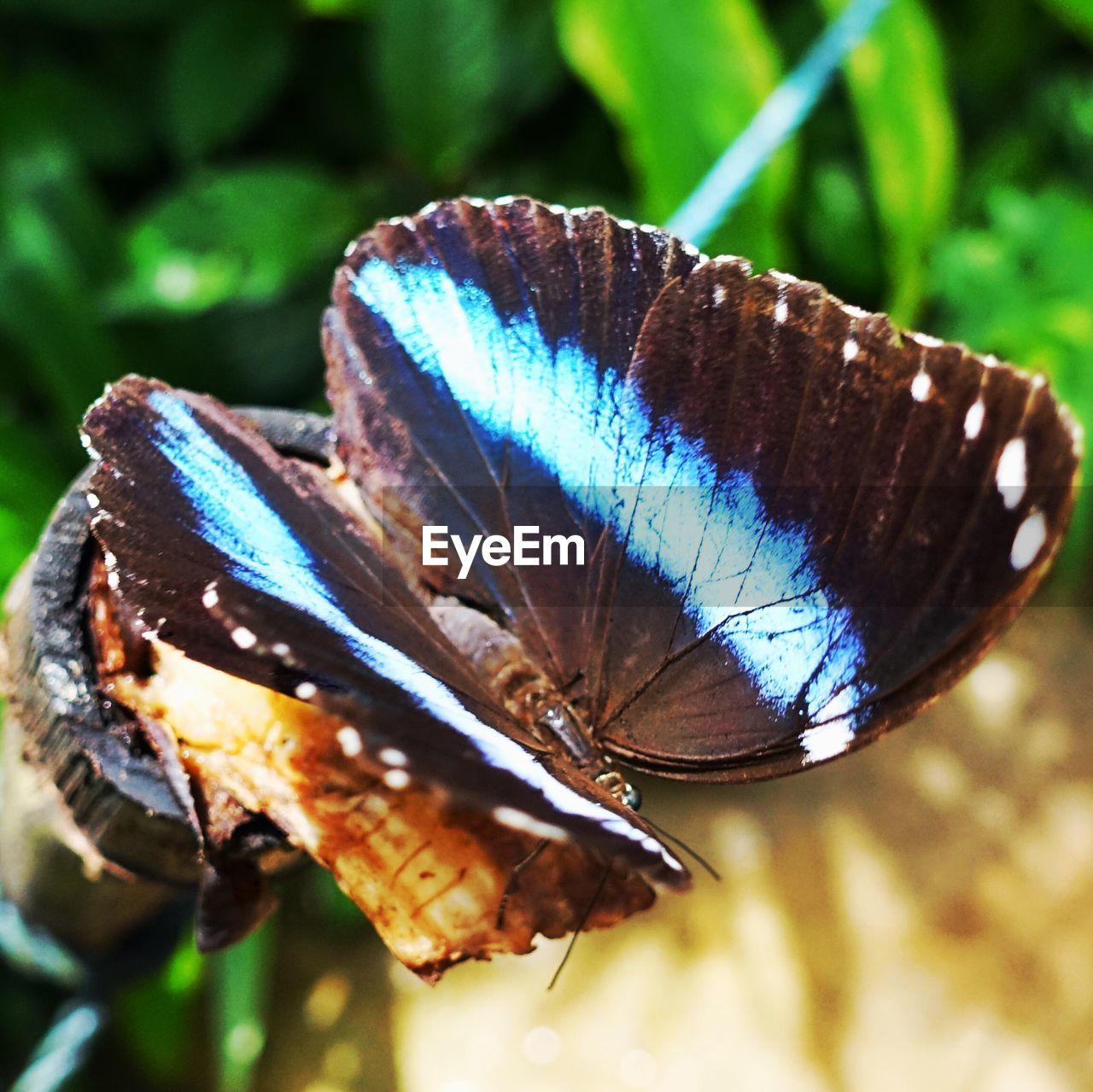 CLOSE-UP OF BUTTERFLY