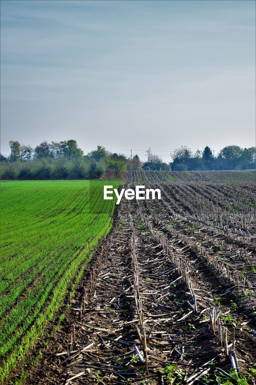 SCENIC VIEW OF AGRICULTURAL FIELD