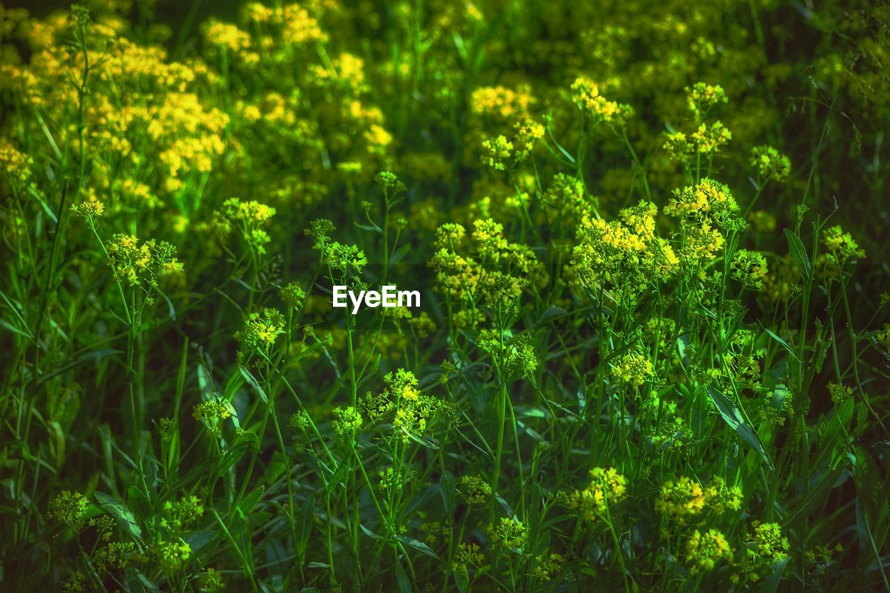 Full frame shot of plants growing on field