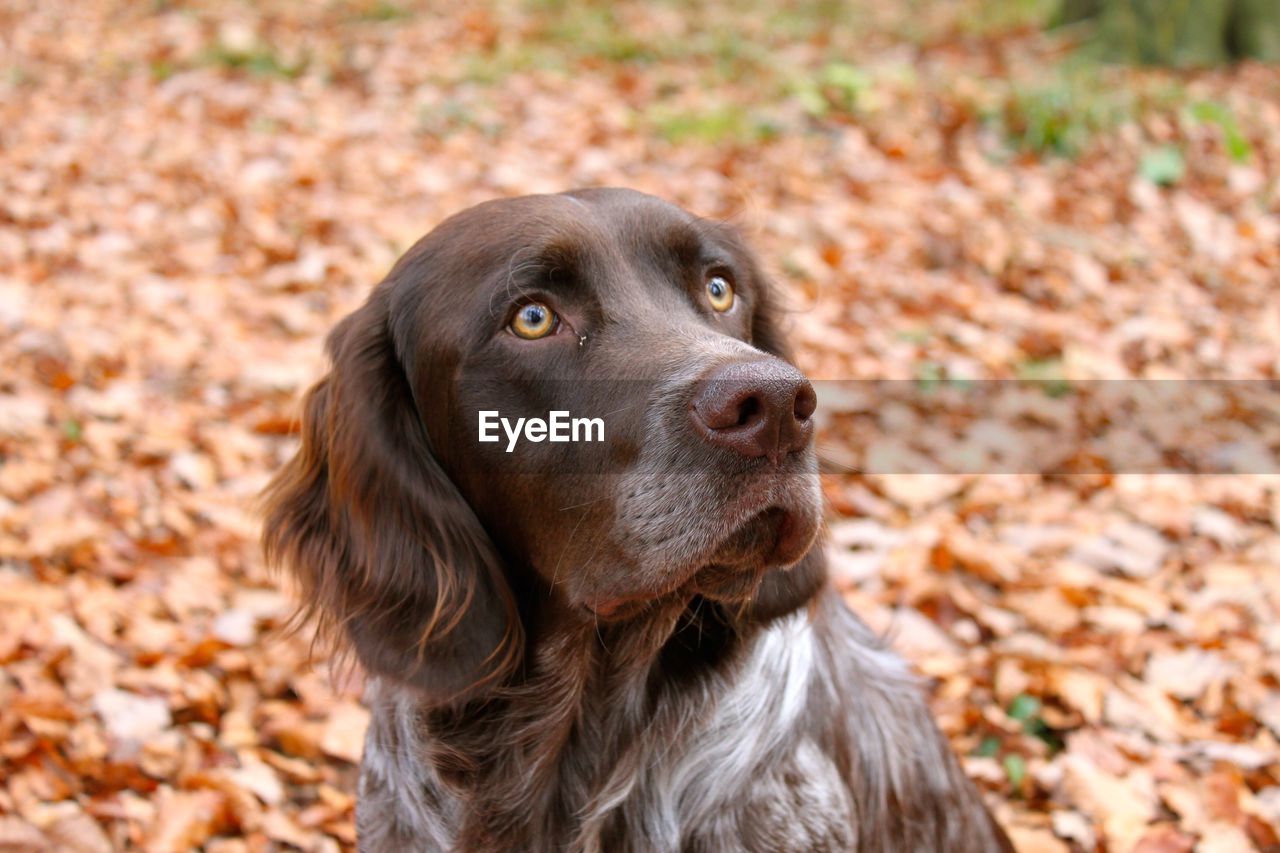 Close-up portrait of a dog looking away