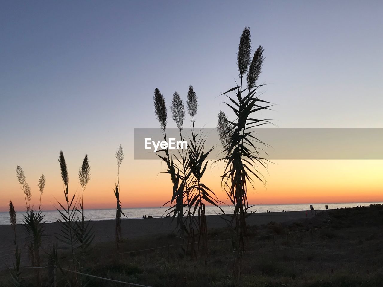 PLANTS ON LANDSCAPE AGAINST SKY AT SUNSET