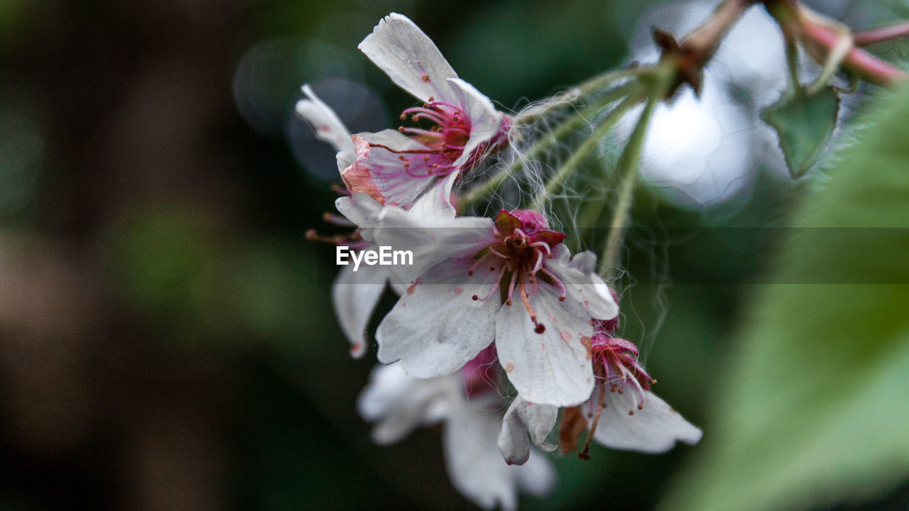 CLOSE-UP OF CHERRY BLOSSOM