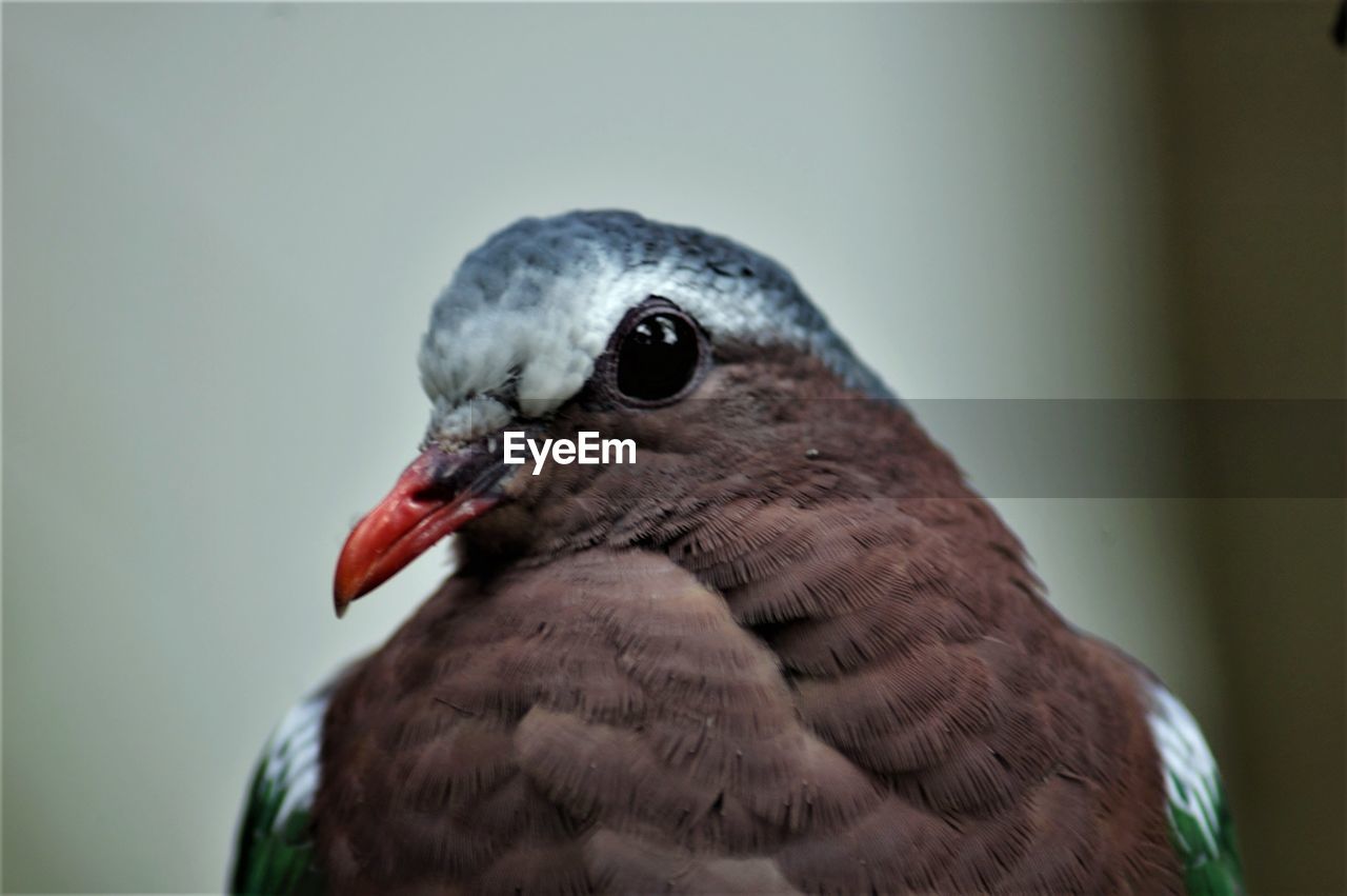 CLOSE-UP OF OWL