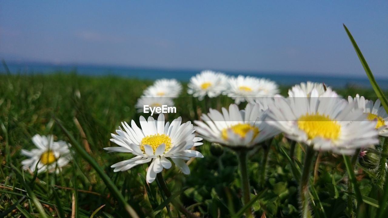 Close-up of fresh white flowers blooming in field