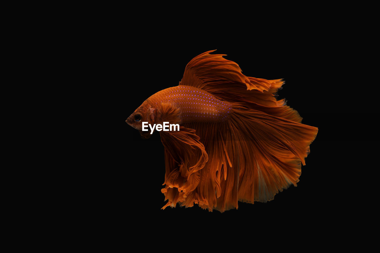 Super red betta fish. siamese fighting fish isolated on black background.