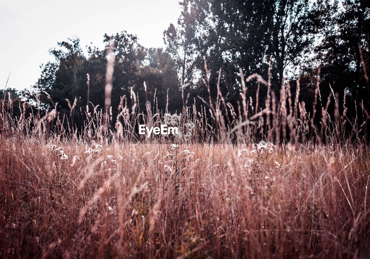 GRASS GROWING ON FIELD