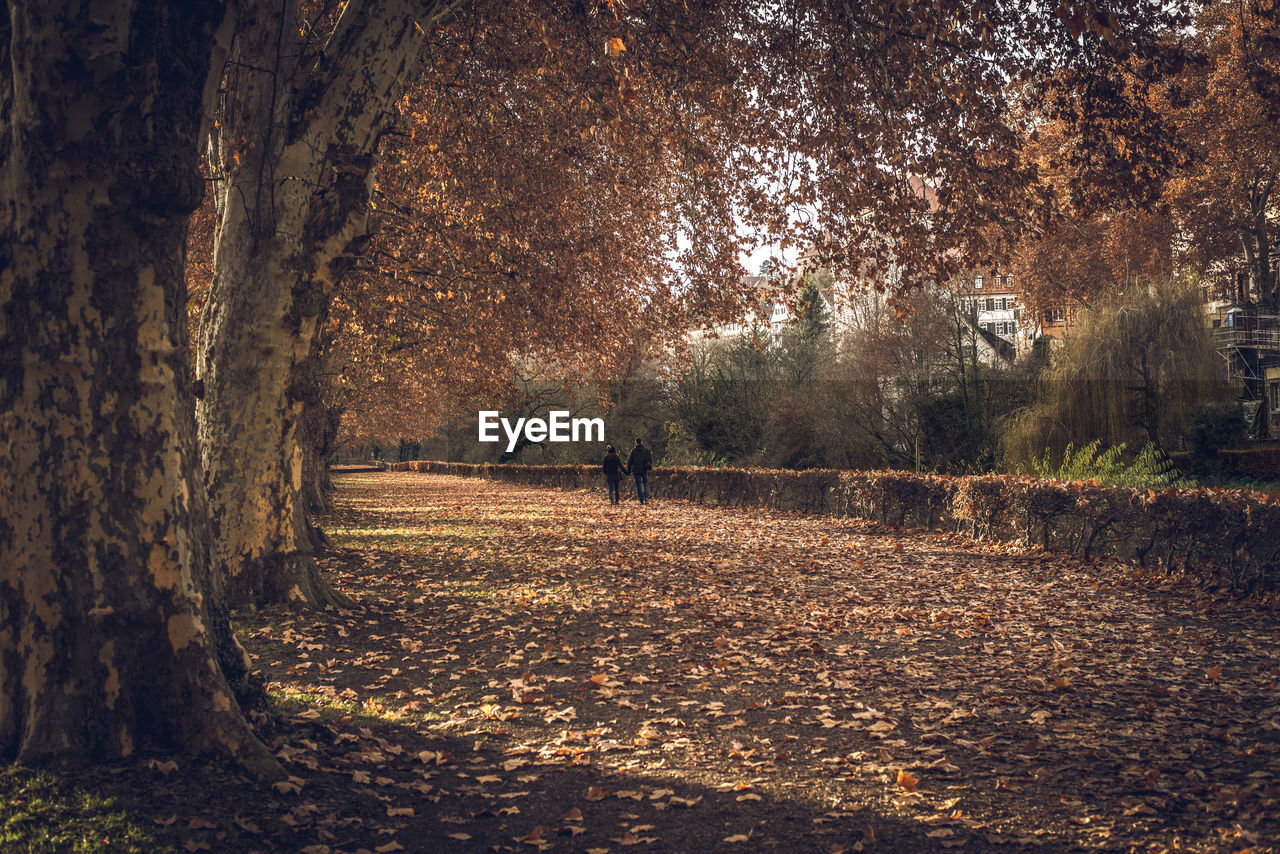 PEOPLE WALKING ON STREET IN FOREST DURING AUTUMN