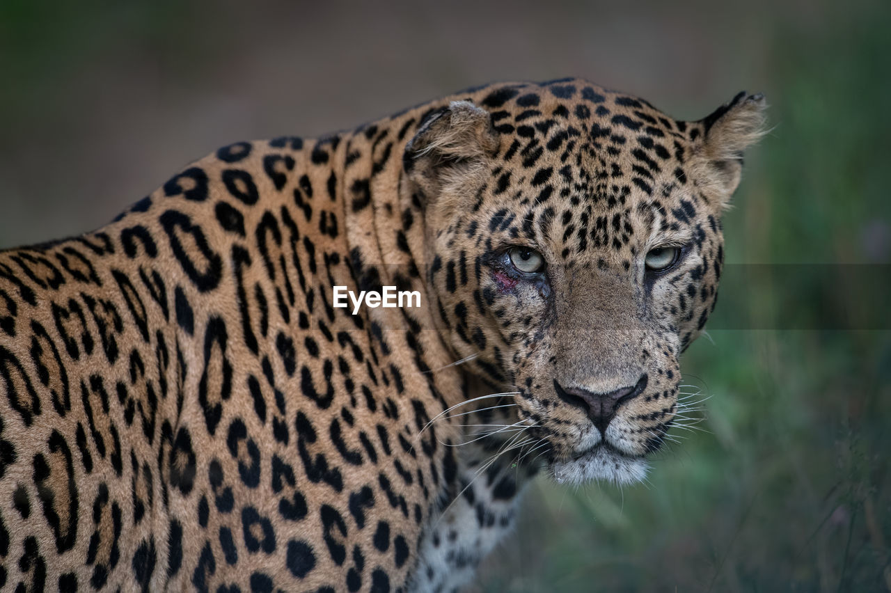 Close-up of leopard on field