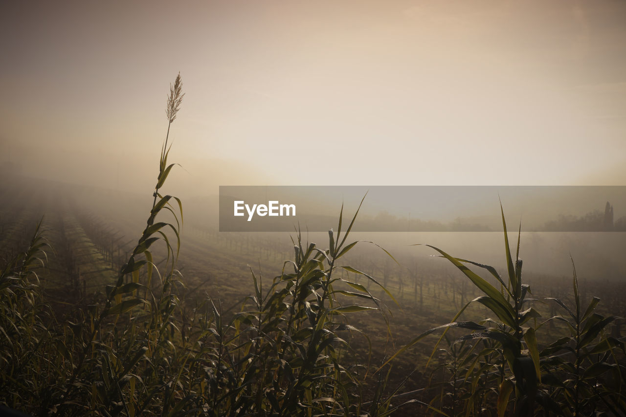 SCENIC VIEW OF LANDSCAPE AGAINST SKY DURING SUNSET