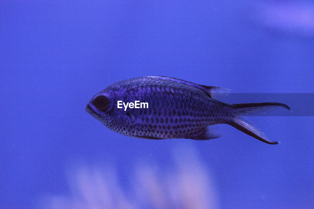 CLOSE-UP OF FISH UNDERWATER