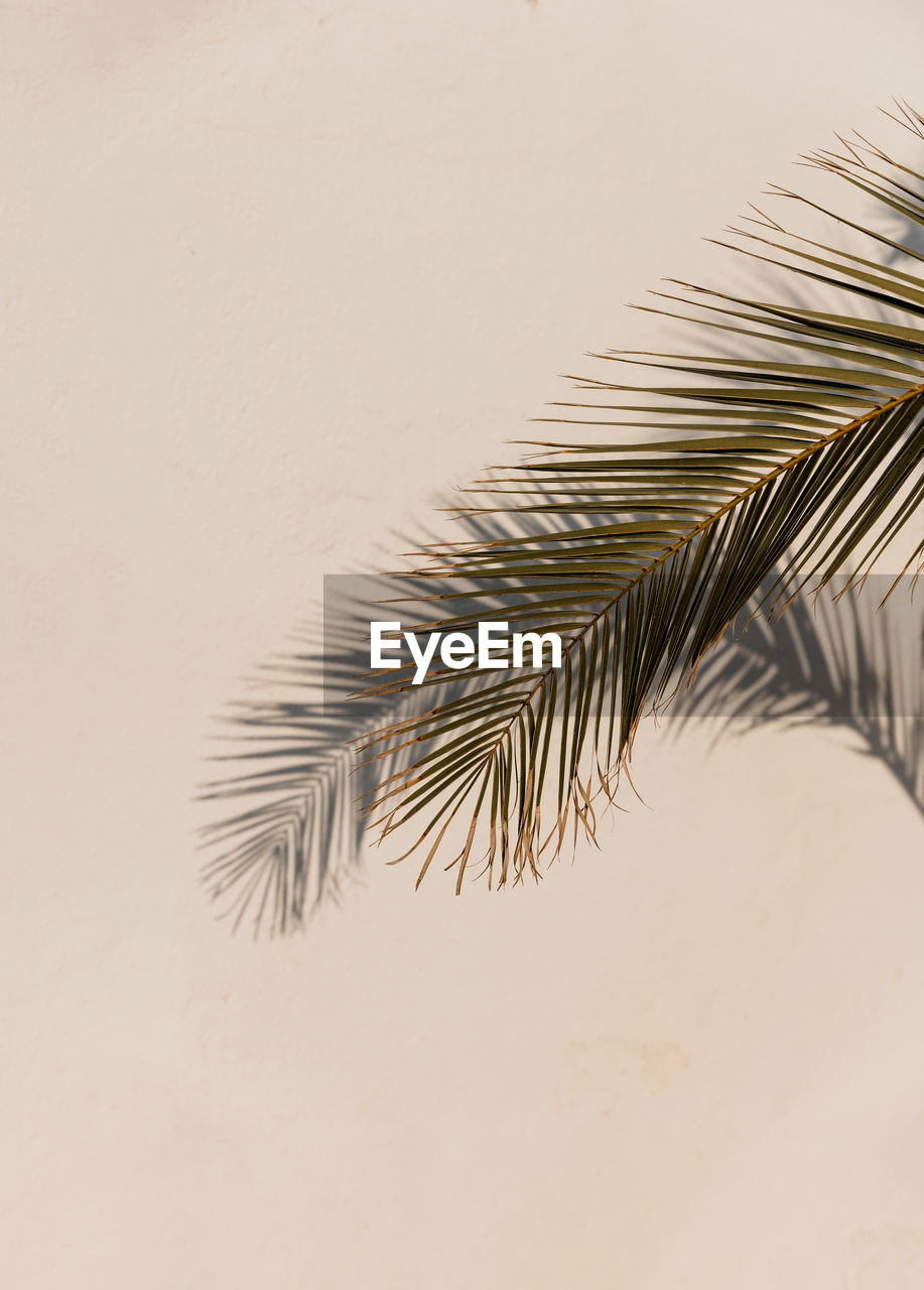 close-up of palm tree against clear sky