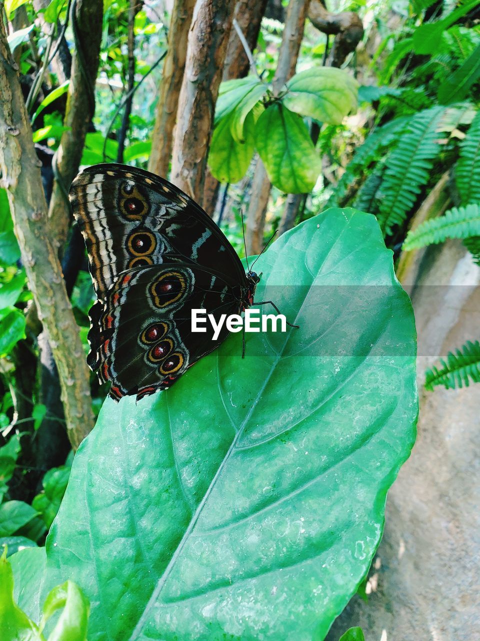 BUTTERFLY ON LEAVES