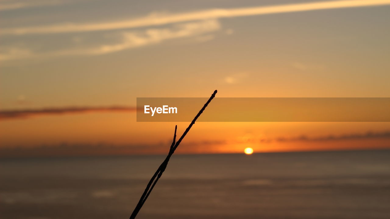 Close-up of silhouette plant against sea during sunset