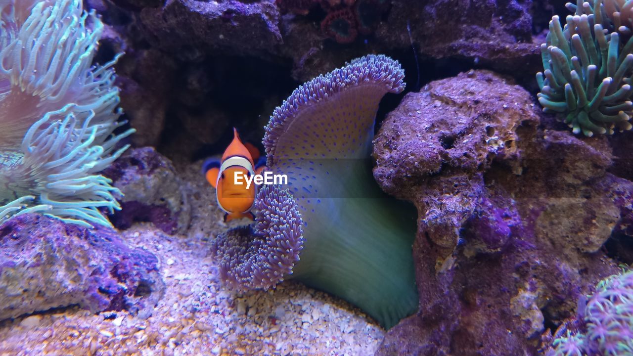 Little shy clown fish swimming in sea