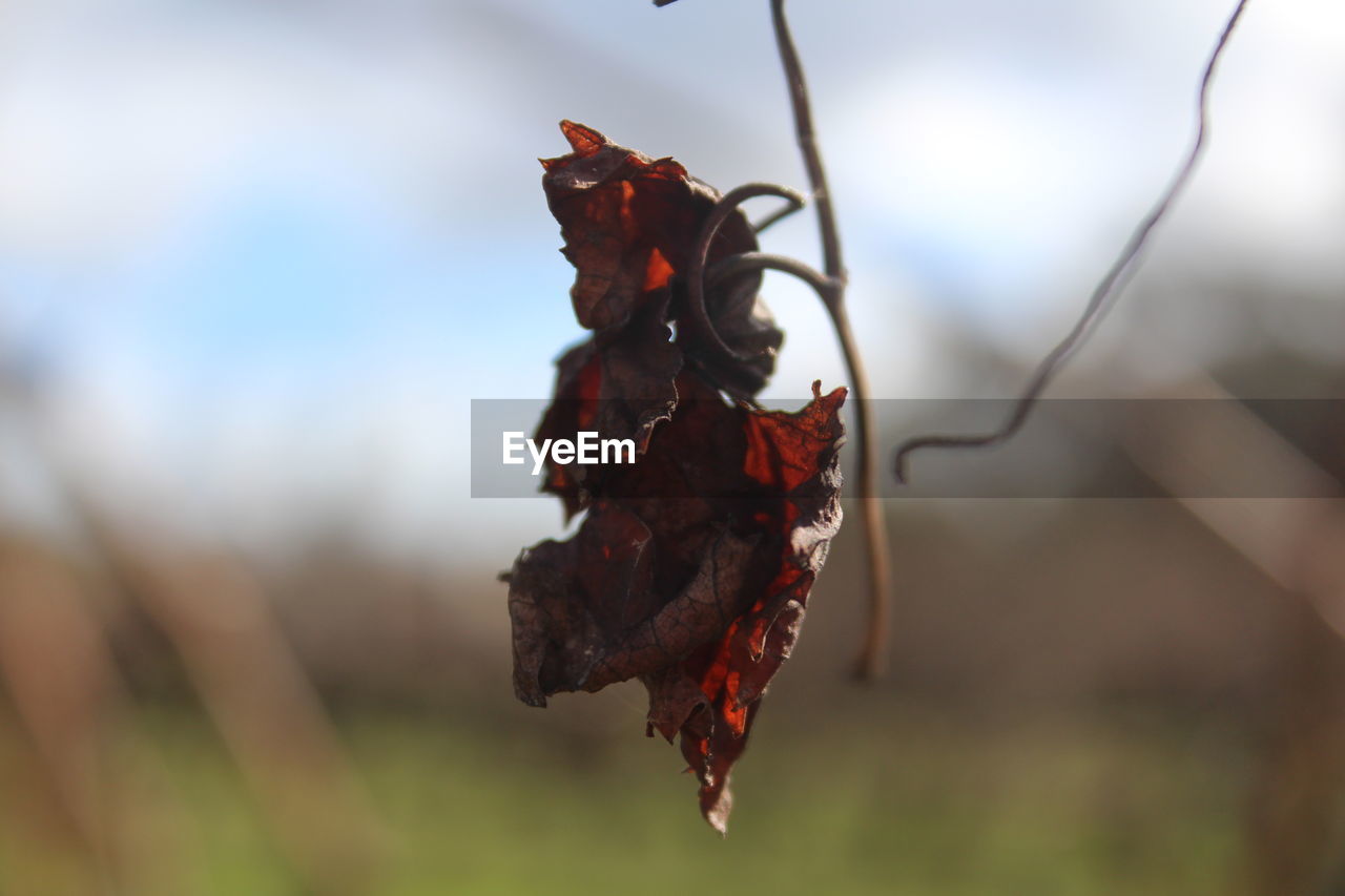 CLOSE-UP OF DRIED AUTUMN LEAF