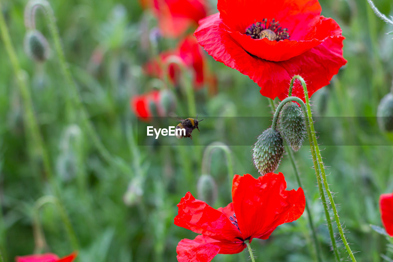 Bee looking for pollen among the poppies.