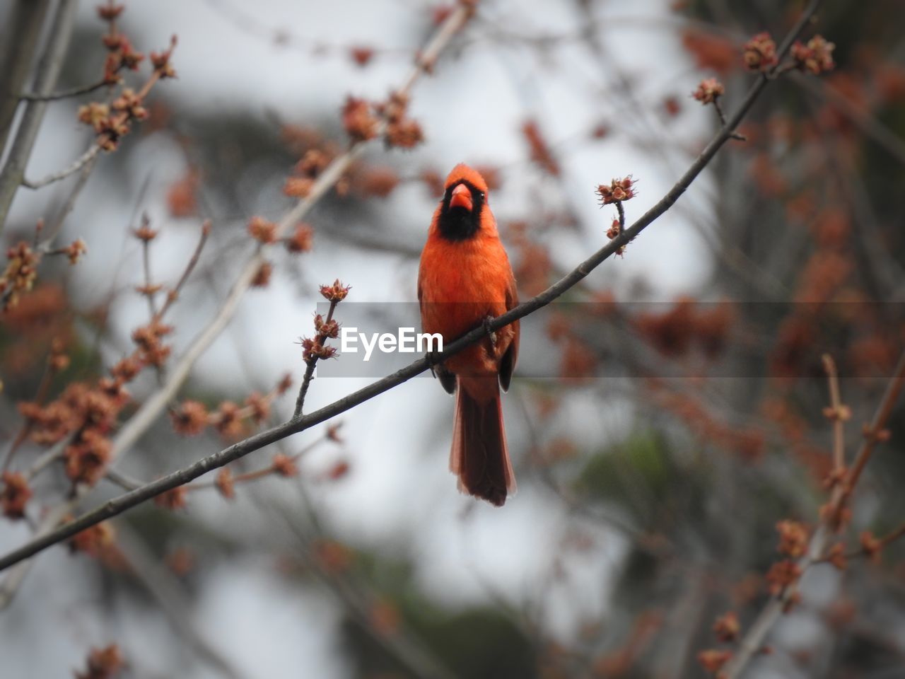 LOW ANGLE VIEW OF BIRD PERCHING ON TWIG