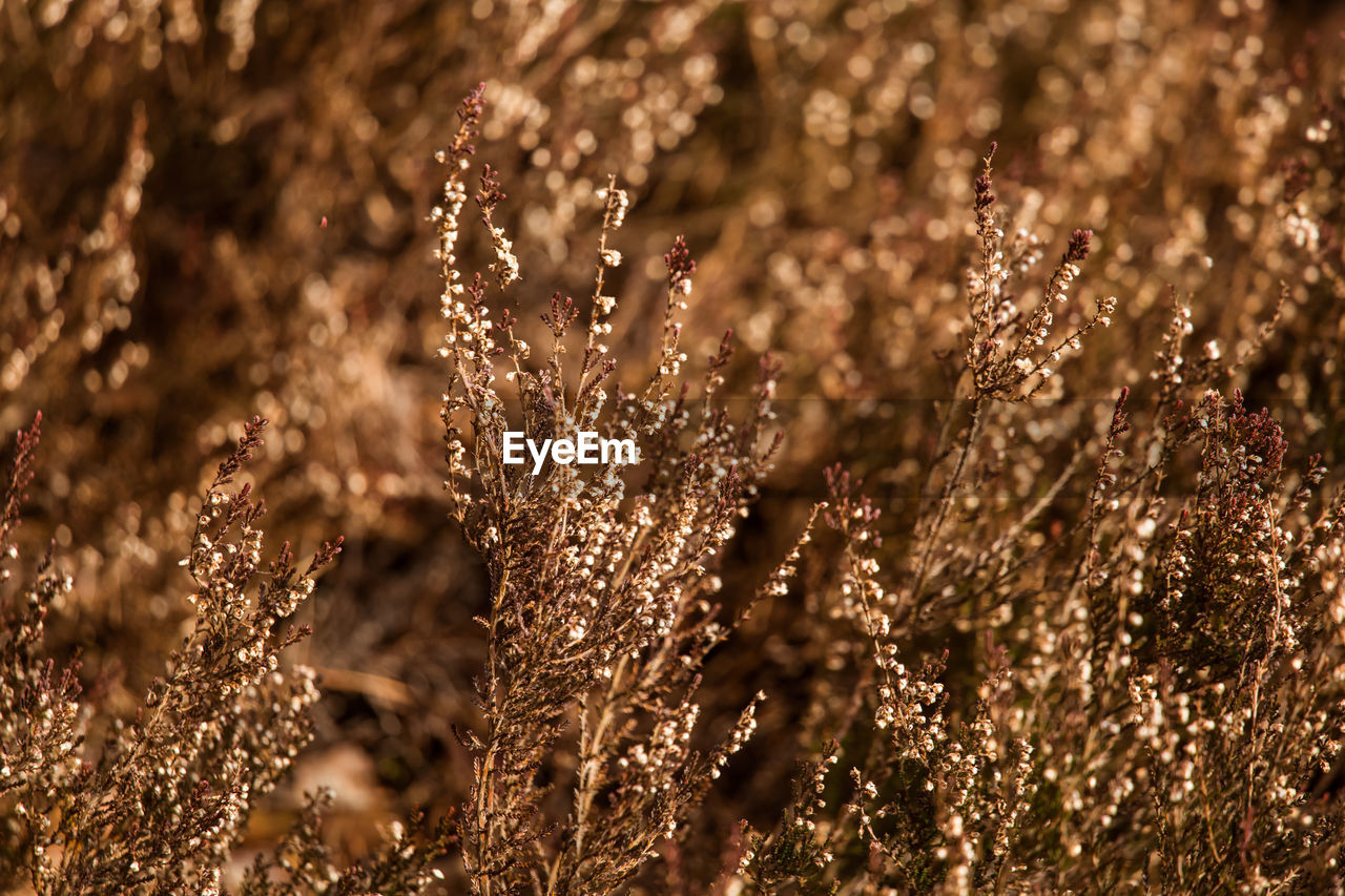 Close-up of flowering plants on field