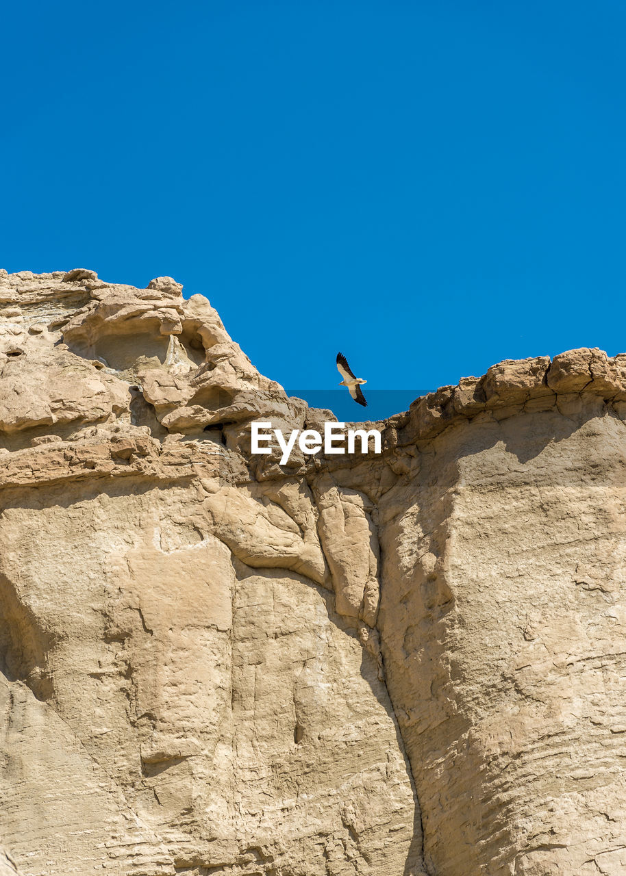 Low angle view of bird flying against clear blue sky