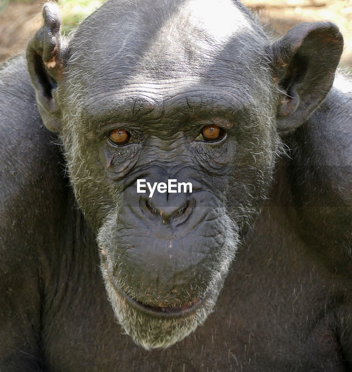 Close-up portrait of a monkey chimpanzee