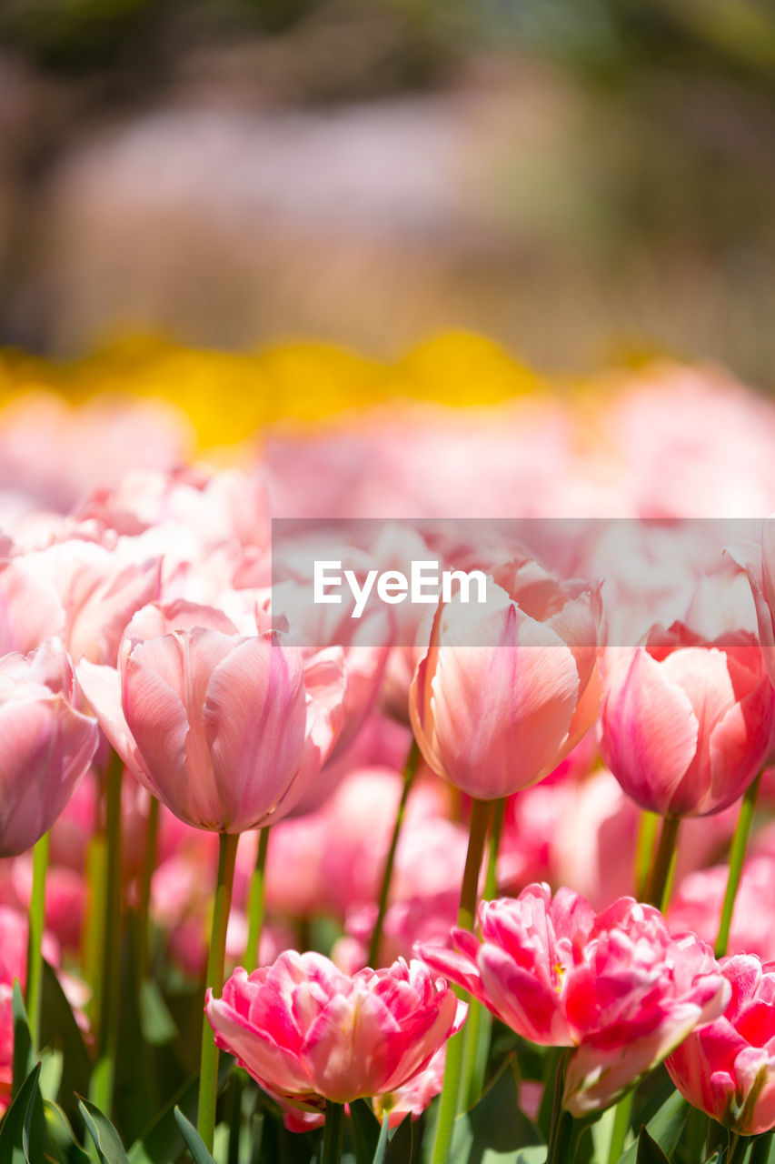 Close-up of pink tulips on field