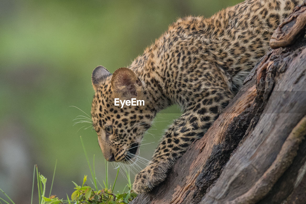 CLOSE-UP OF A CAT ON TREE