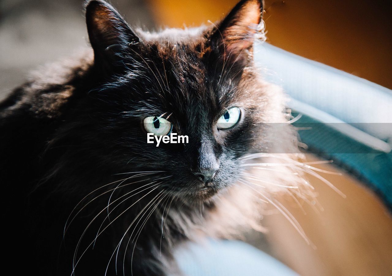 CLOSE-UP PORTRAIT OF CAT ON BLANKET