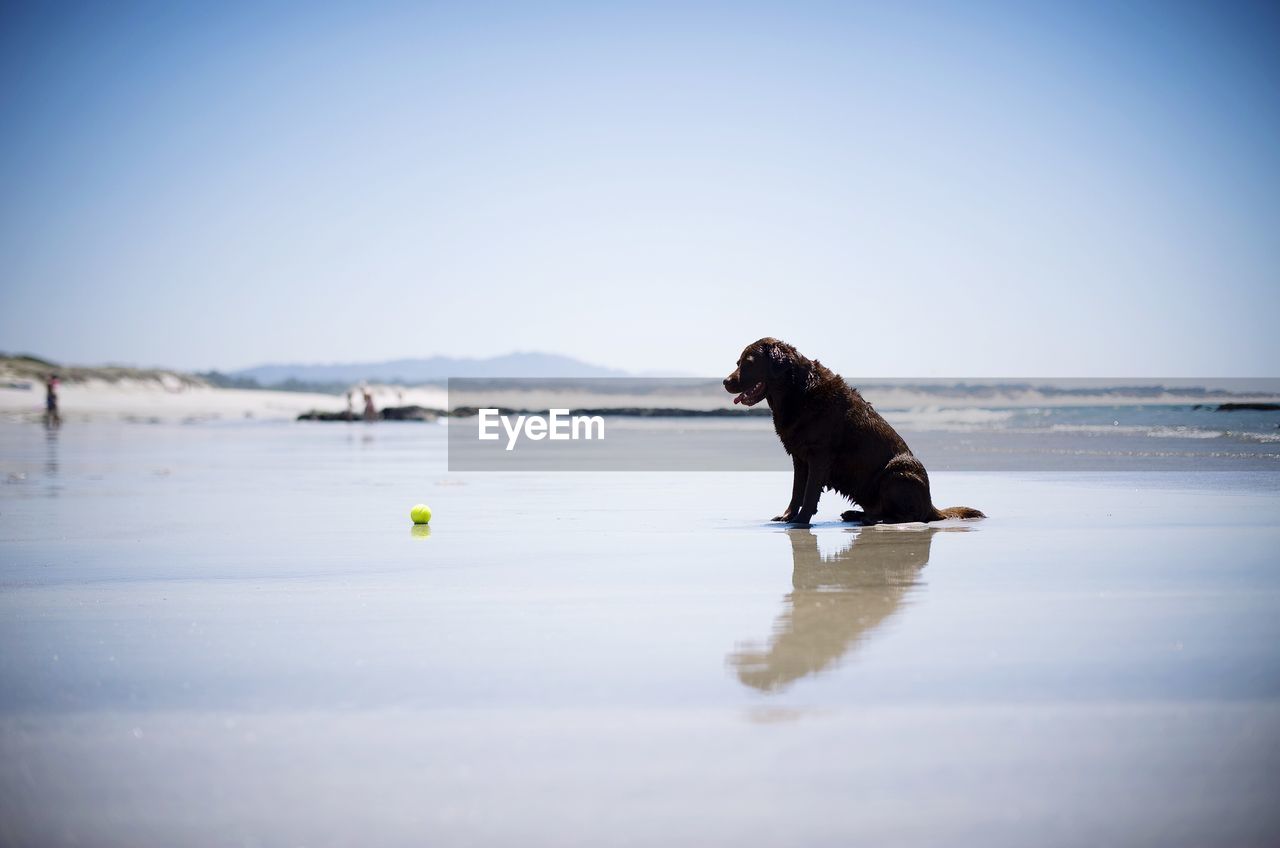 Dog and tennis ball at beach against clear sky