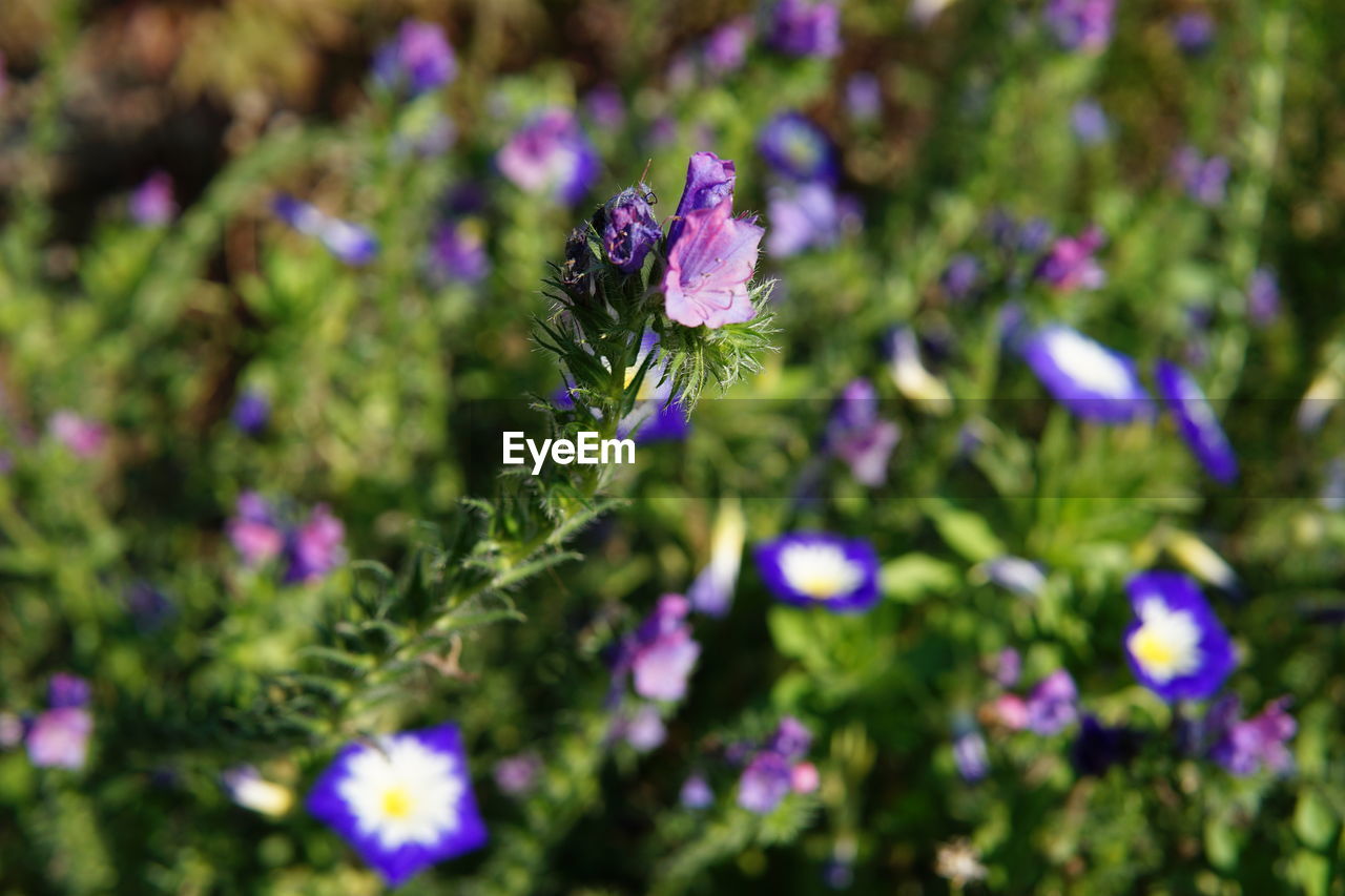 CLOSE-UP OF PURPLE FLOWERING PLANTS IN BLOOM