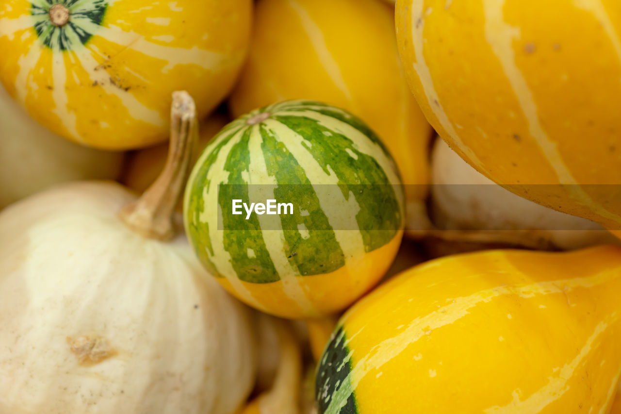 Autumn pumpkin background. close up of mini pumpkins at farmers market.