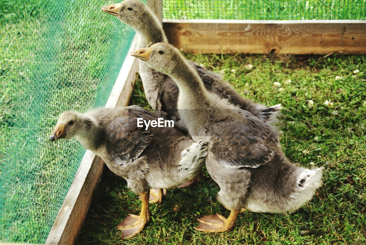 Close-up of ducks on grass