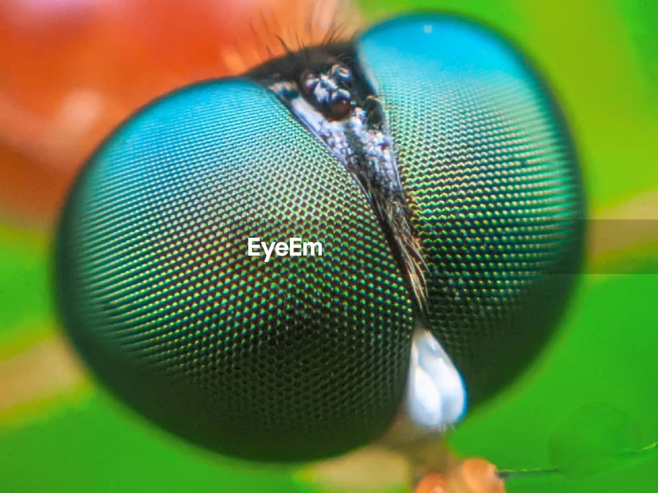 CLOSE-UP OF FLY