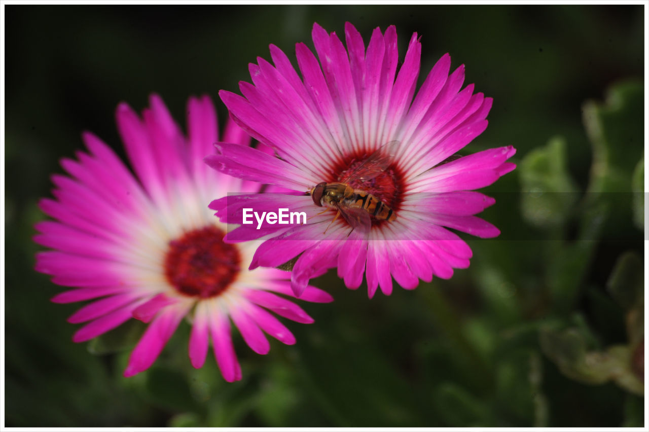 CLOSE-UP OF BEE POLLINATING ON PURPLE FLOWER