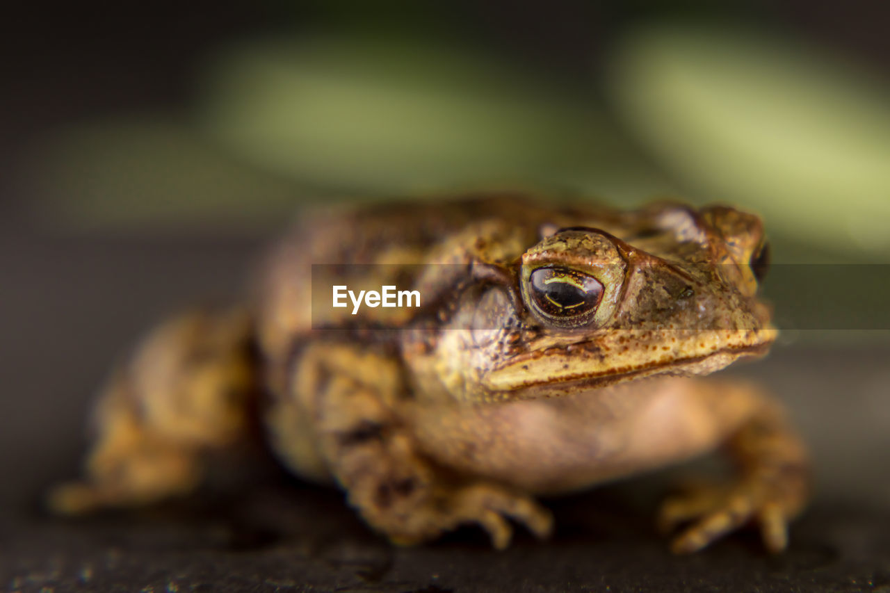 Close-up of a leopard frog