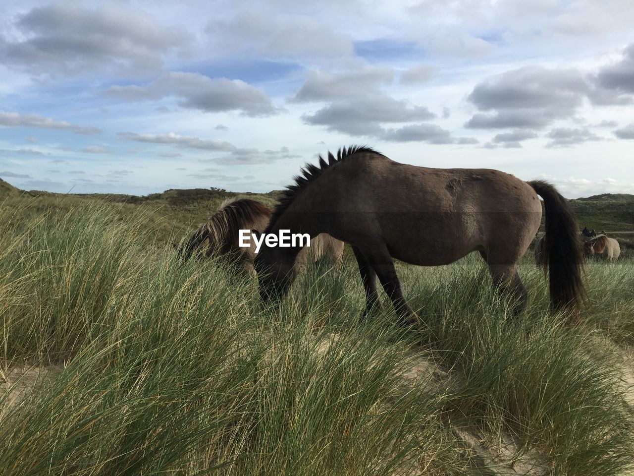 Horses grazing on grassy field against sky