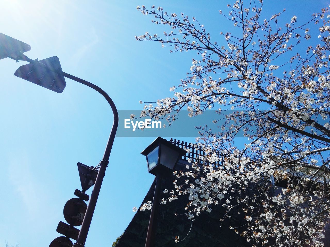 Low angle view of flowering tree and lamp post against clear sky