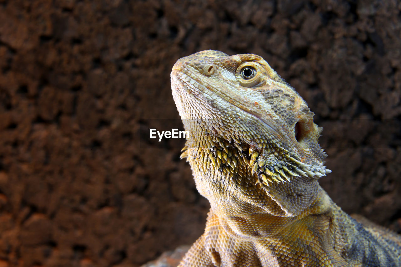 CLOSE-UP OF A LIZARD