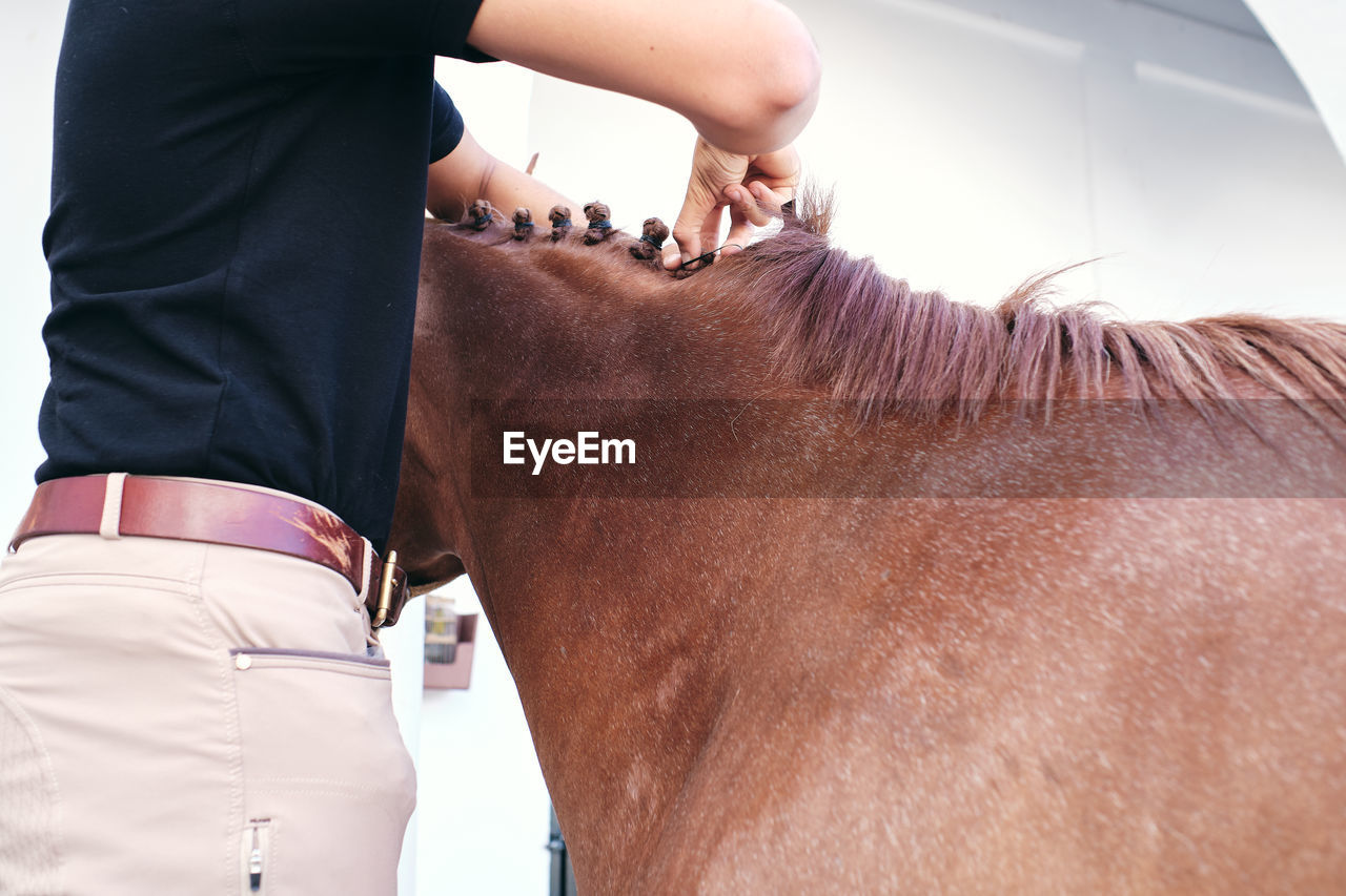 Cropped unrecognizable male jockey making braids on mane of chestnut horse while standing on ranch in summer