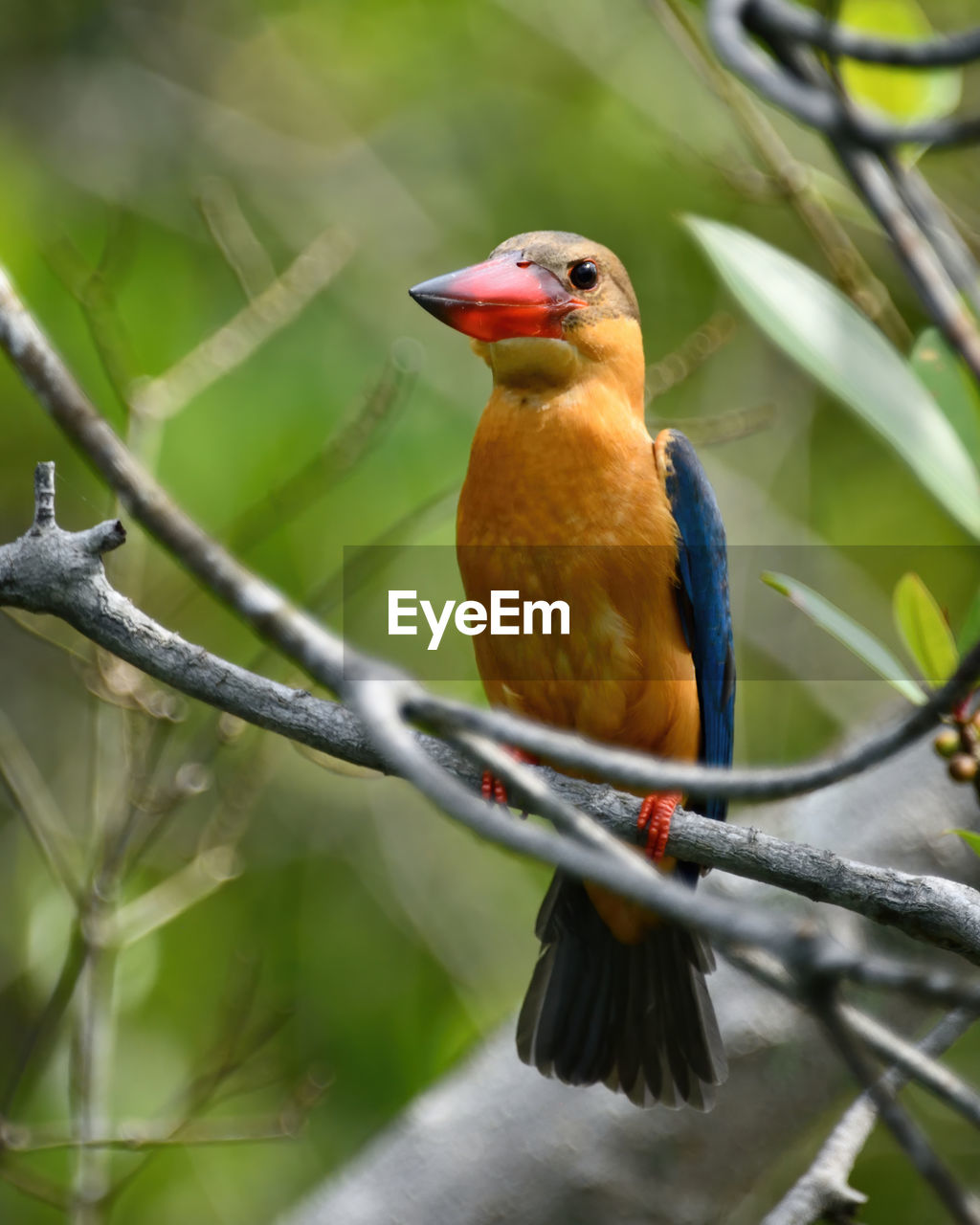 BIRD PERCHING ON BRANCH