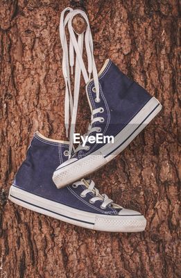 Trainers chucks converse hanging in old tree | ID: 106673161