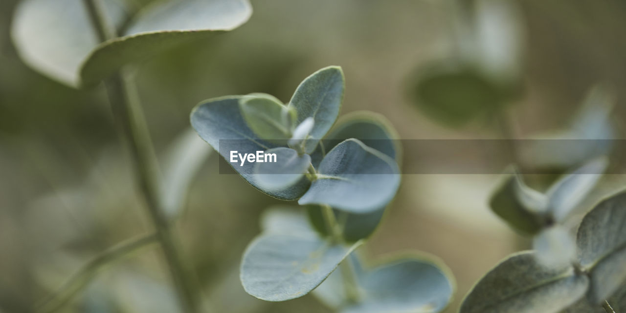 plant, flower, beauty in nature, close-up, growth, nature, flowering plant, macro photography, petal, freshness, no people, leaf, plant part, blossom, selective focus, fragility, focus on foreground, outdoors, green, day, inflorescence, orchid