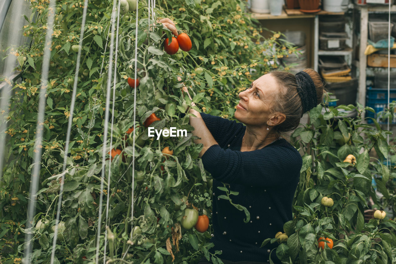 Smiling woman harvesting tomatoes in vegetable garden