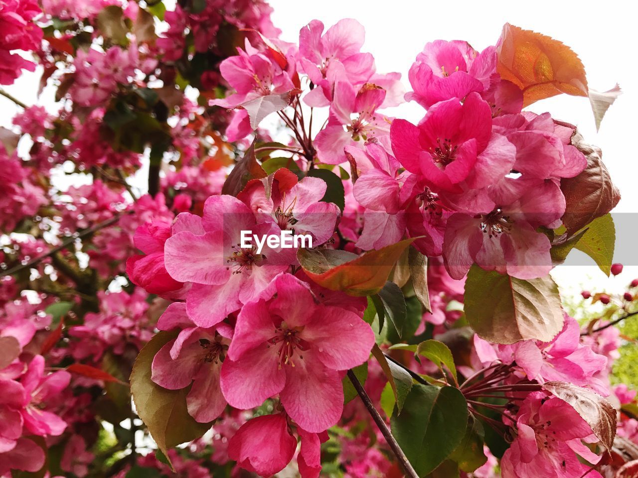 CLOSE-UP OF PINK BOUGAINVILLEA FLOWERS BLOOMING ON TREE