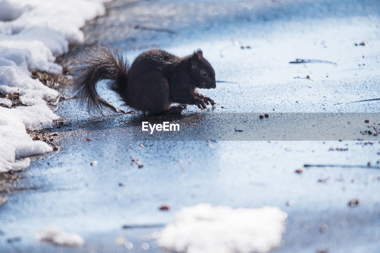 View of squirrel on street