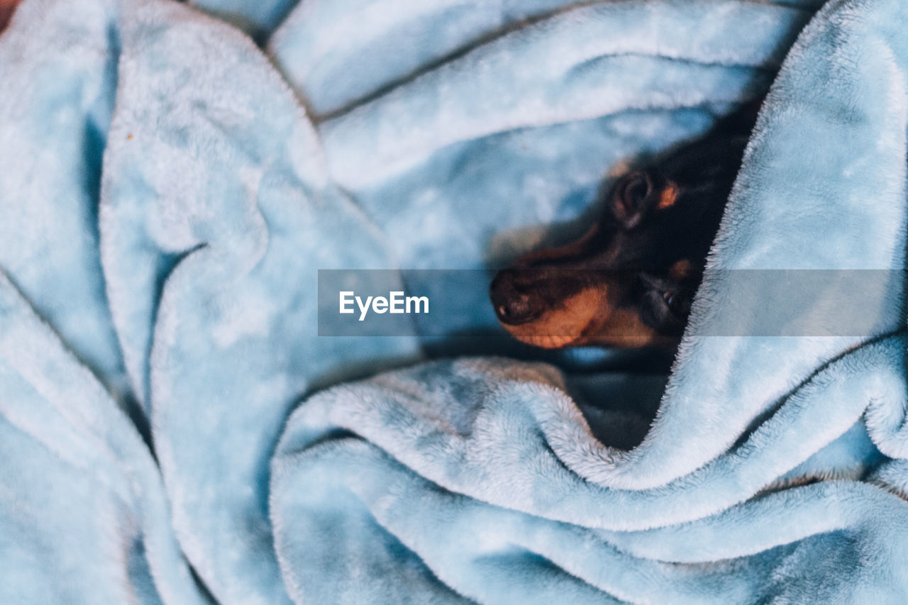 High angle view of dog wrapped in blanket at home