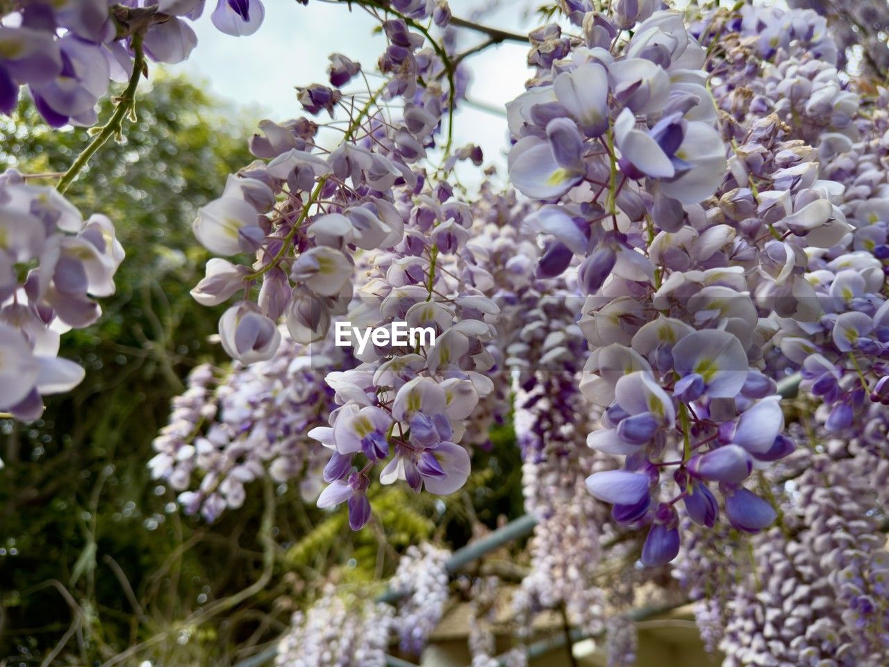 Purple wisteria flowers blooming hanging from vines 